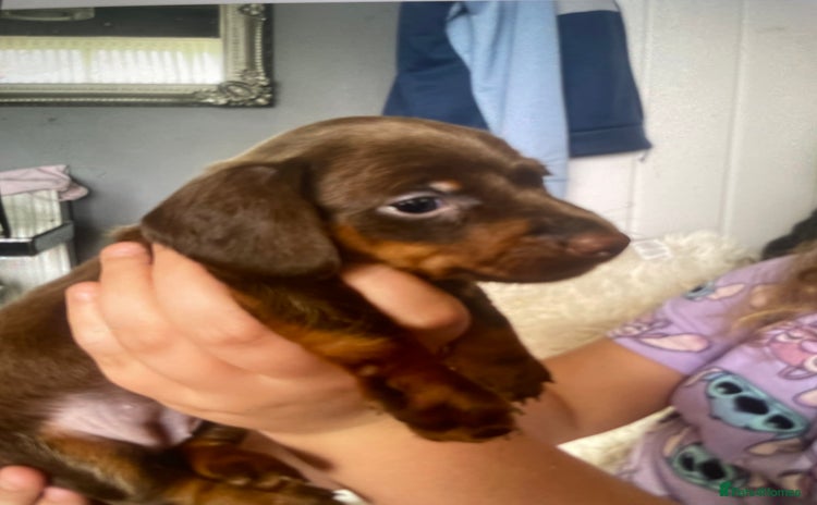 Dachshund dogs - Advert 14