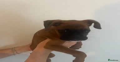 Boxer dogs - Advert 16