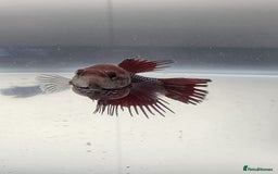 Bettas fish for sale: Broadheath Bettas  - Advert 16