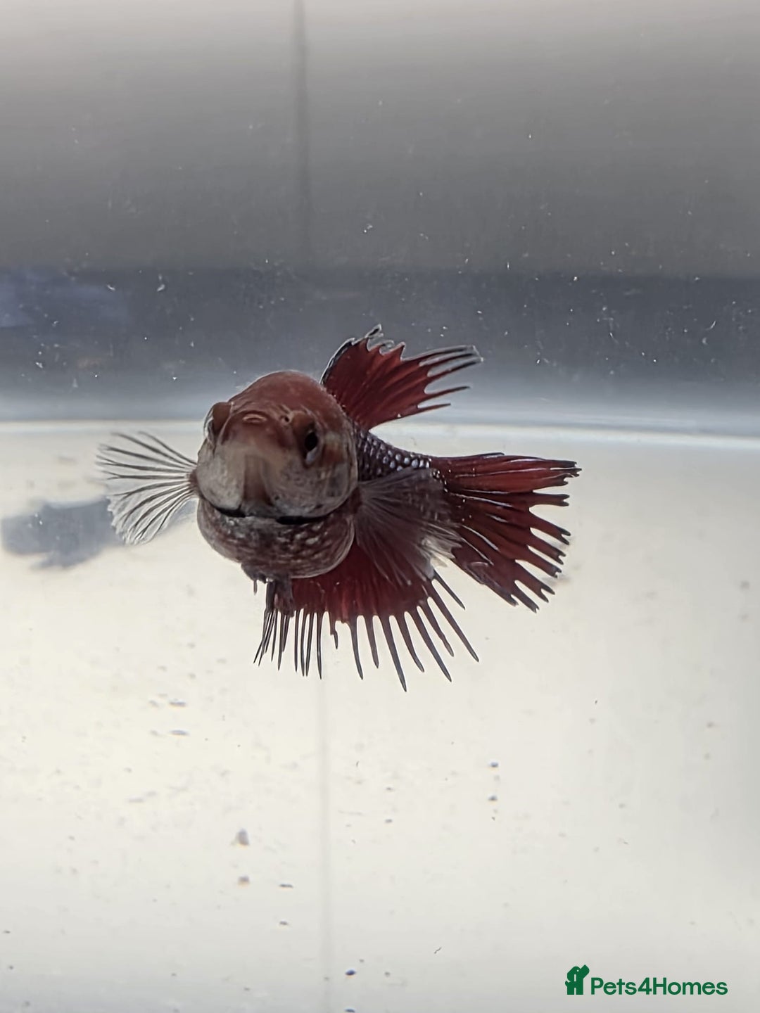 Bettas fish for sale: Broadheath Bettas  - Advert 16