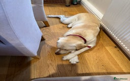 Labrador Retriever dogs for adoption: Gorgeous Lab for adoption  - Image 2