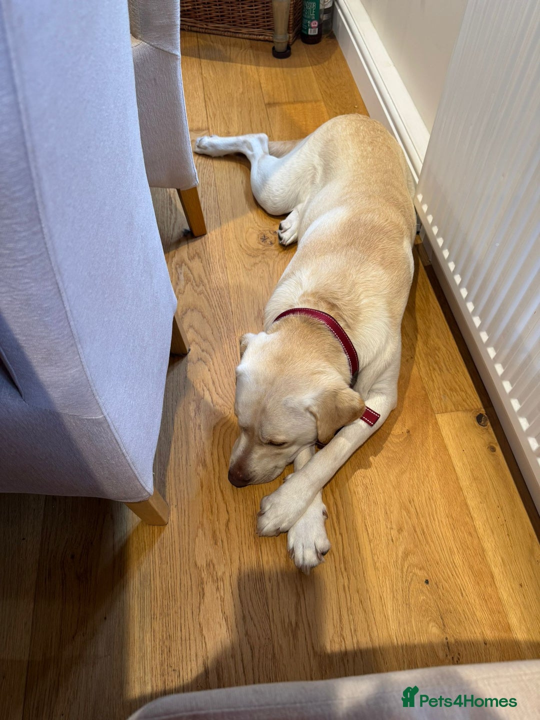Labrador Retriever dogs for adoption: Gorgeous Lab for adoption  - Image 2
