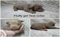 Old Tyme Bulldog dogs for sale: beautiful olde tyme bulldog puppies  - Advert 7