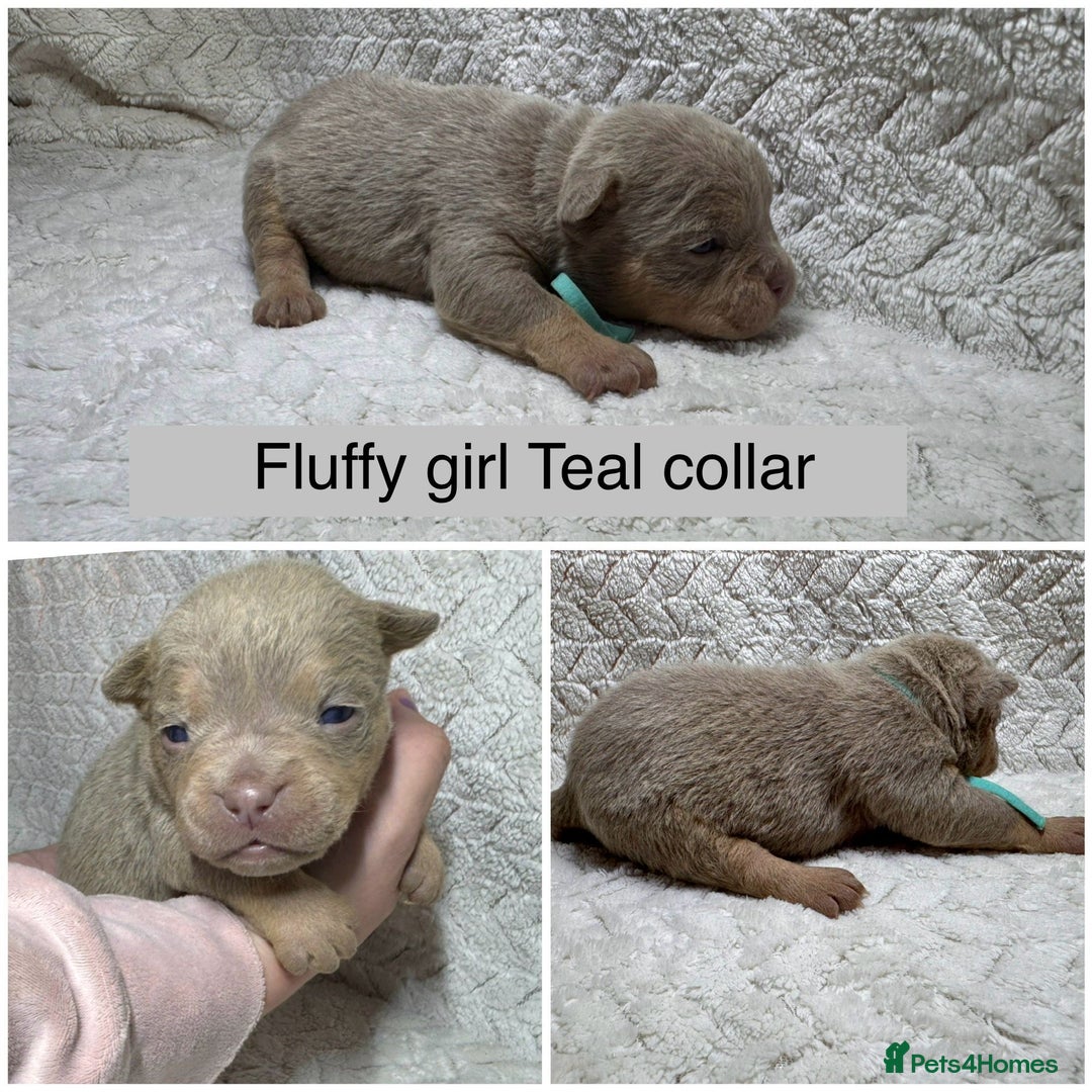 Old Tyme Bulldog dogs for sale: beautiful olde tyme bulldog puppies  - Advert 7