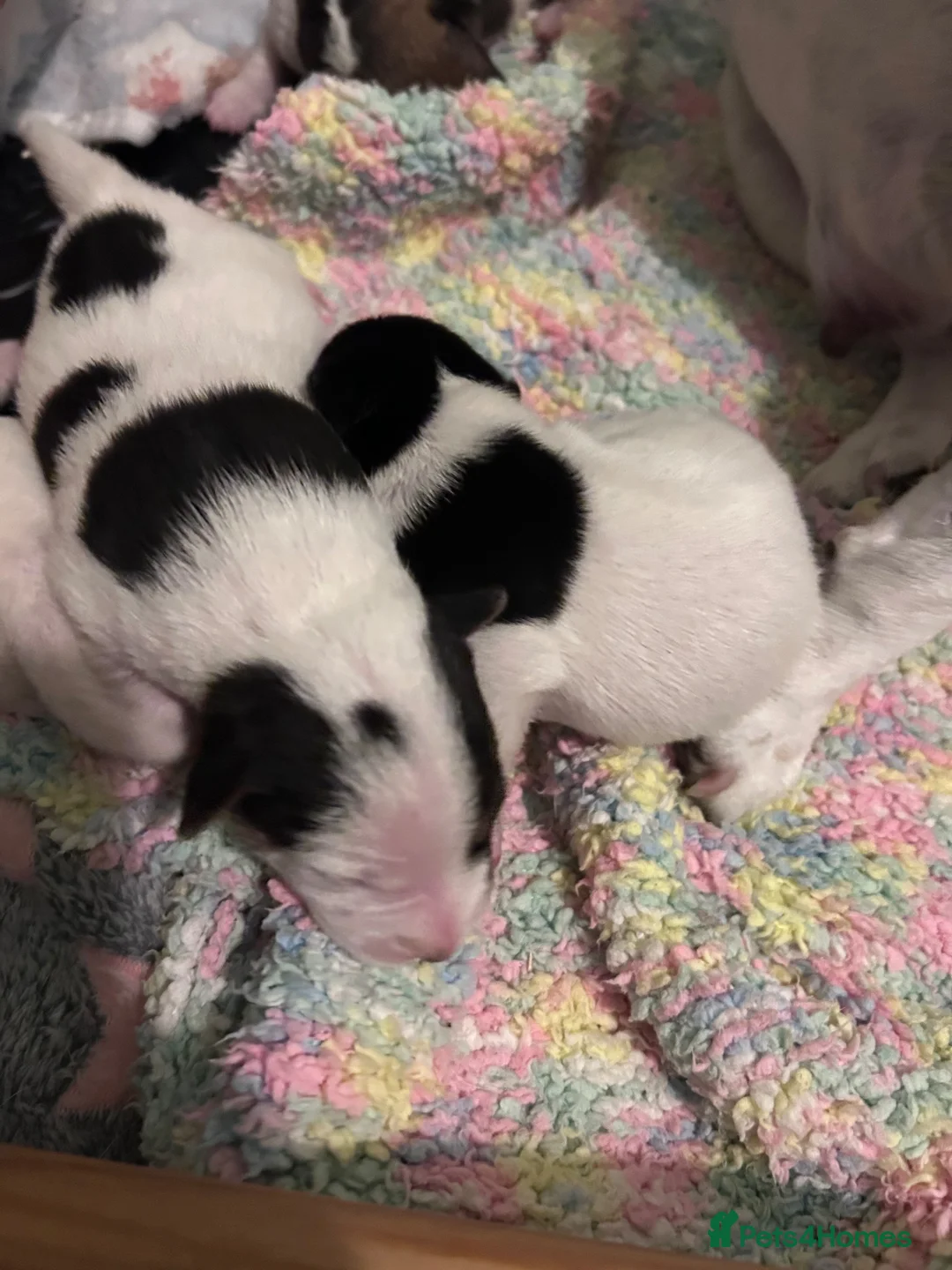 Jack Russell dogs for sale: Beautiful Jack Russell Puppies  in Hailsham - Advert 6