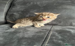 British Shorthair cats for sale: Kittens British shorthair mixed  - Image 26