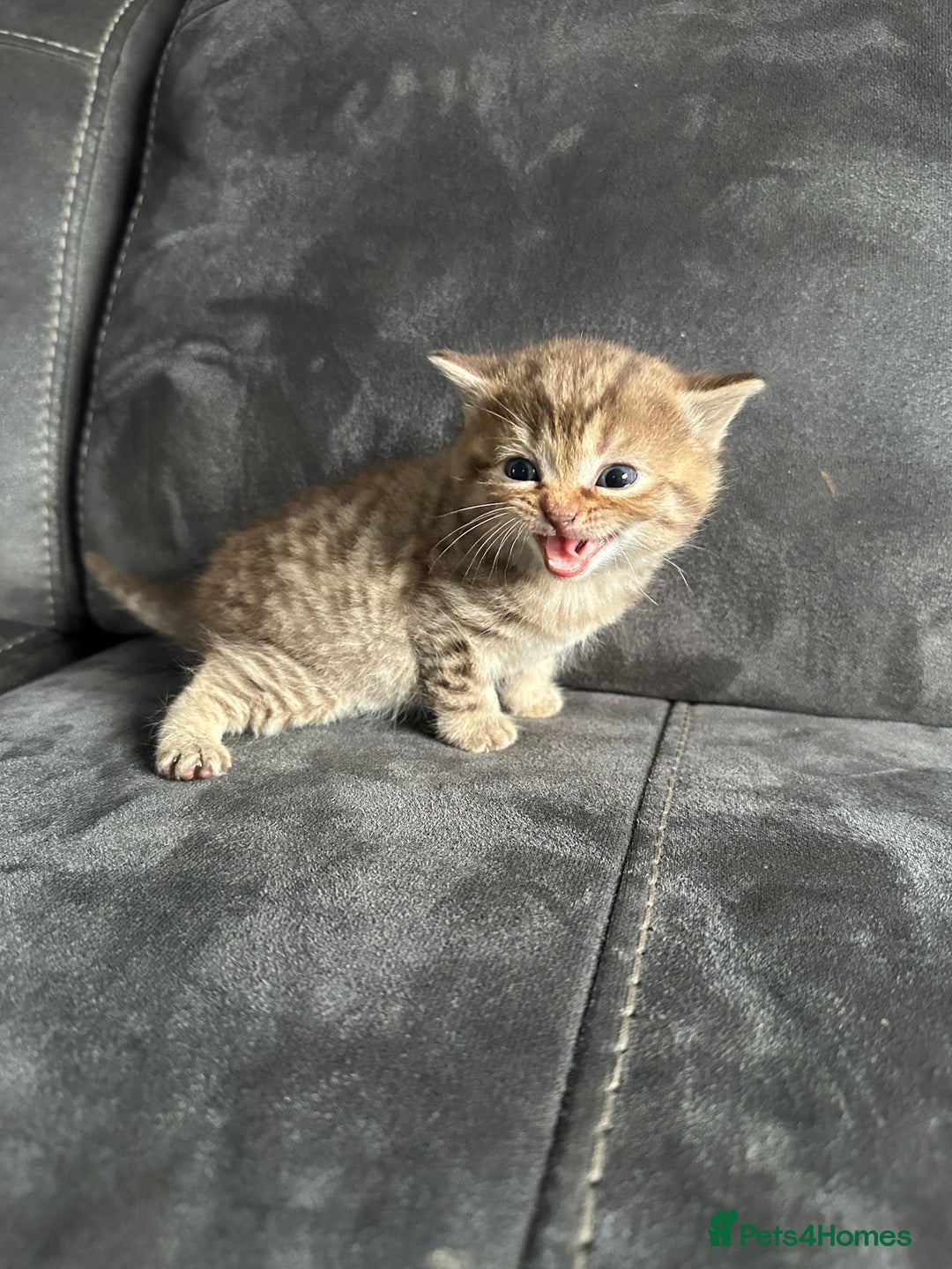 British Shorthair cats for sale: Kittens British shorthair mixed  - Image 26
