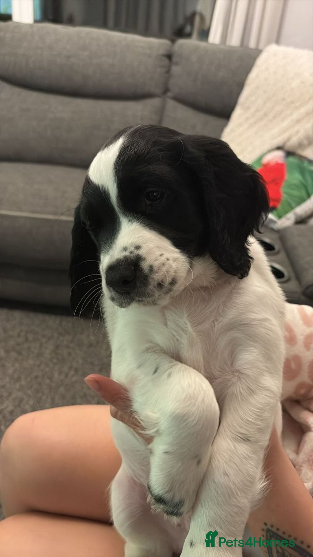 Sprocker dogs for sale: Sprocker puppies for sale - Advert 15