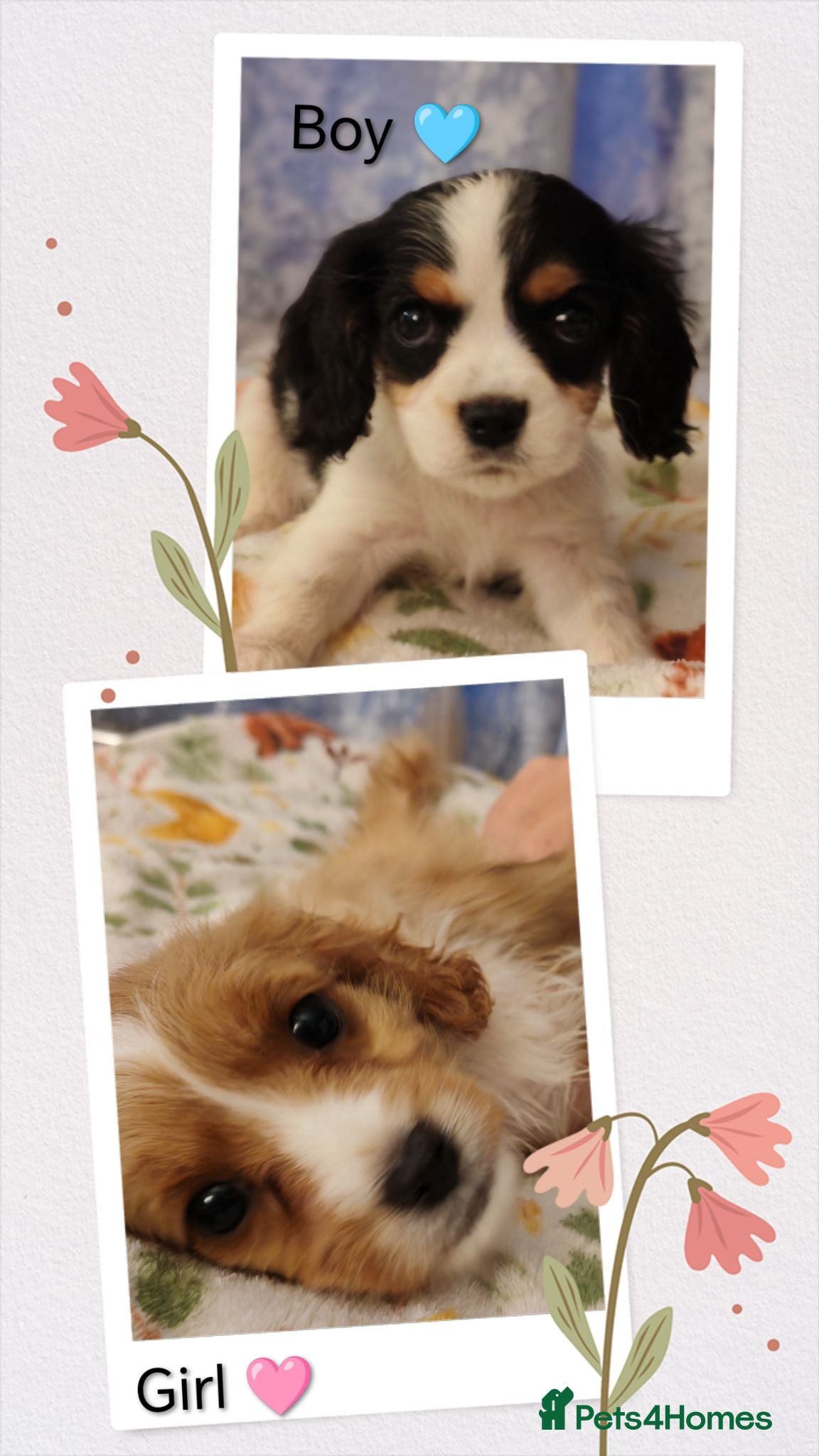 Mixed Breed dogs  Last 2 Ready Now!! Cavalier Mix Breed pups - Advert 1