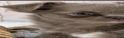 Chihuahua dogs for sale: Exquisitely colored long haired Chihuahua puppies  in Henley-in-Arden - Advert 12