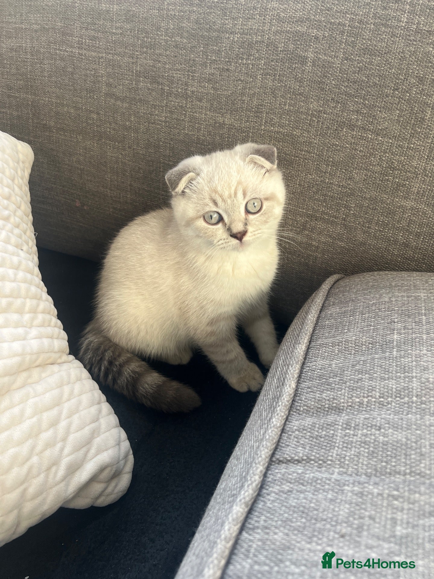 British Shorthair cats for sale: British Shorthair / Scottish fold - Advert 8
