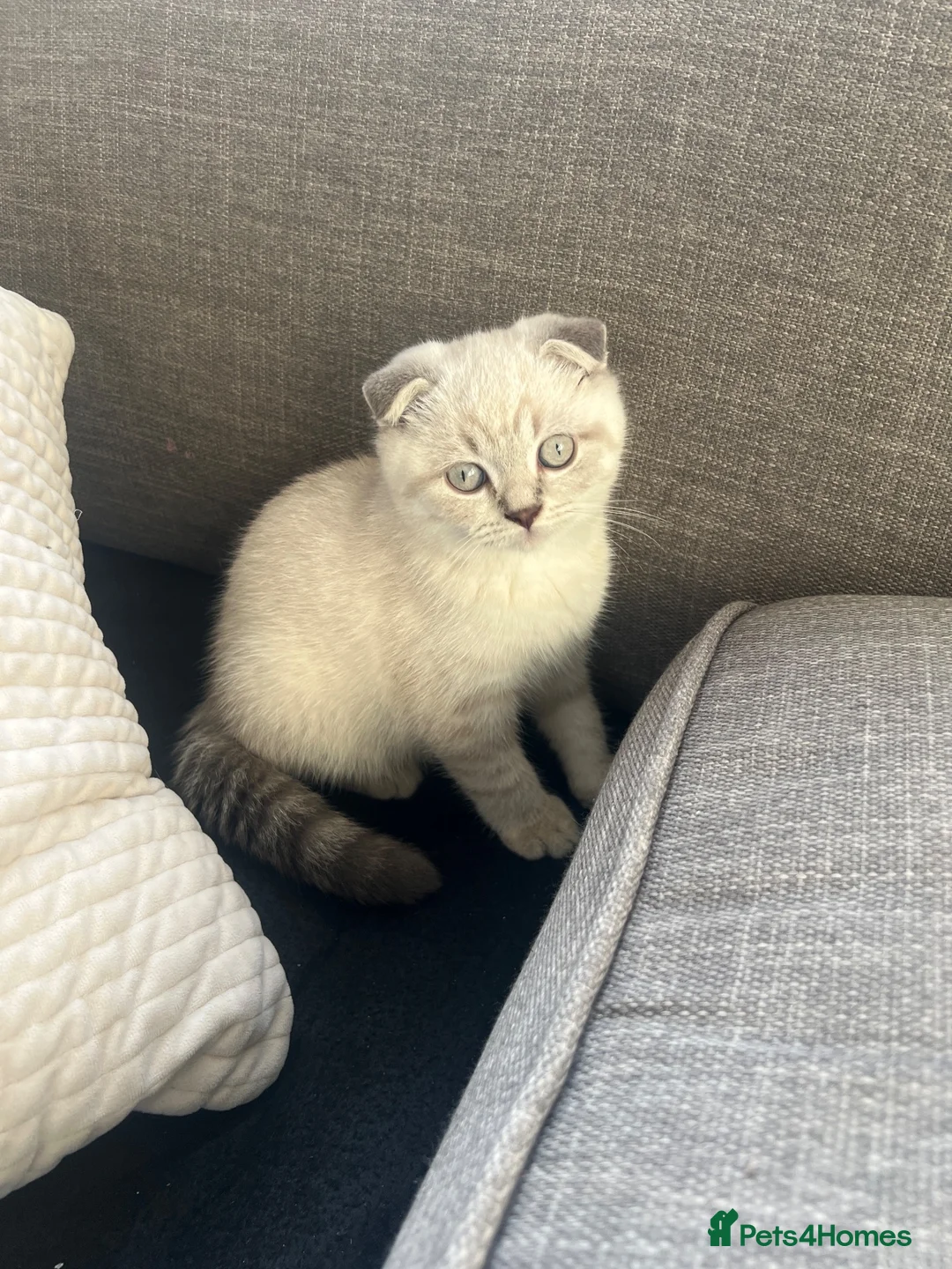 British Shorthair cats for sale: British Shorthair / Scottish fold in Bradford - Advert 1