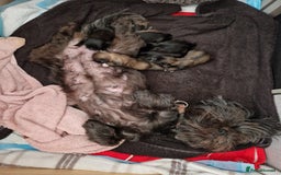 Malshi dogs for sale: Beautiful malshi puppies  - Image 7