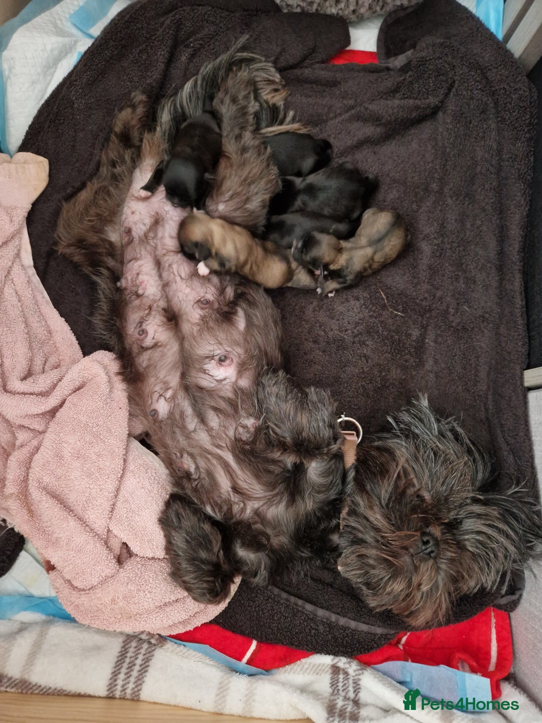 Malshi dogs for sale: Beautiful malshi puppies  - Image 7