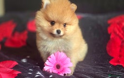 Pomeranian dogs for sale: 🔥XXXS🔥Pomeranian puppies🔥KC reg🔥for sale🔥 - Image 9