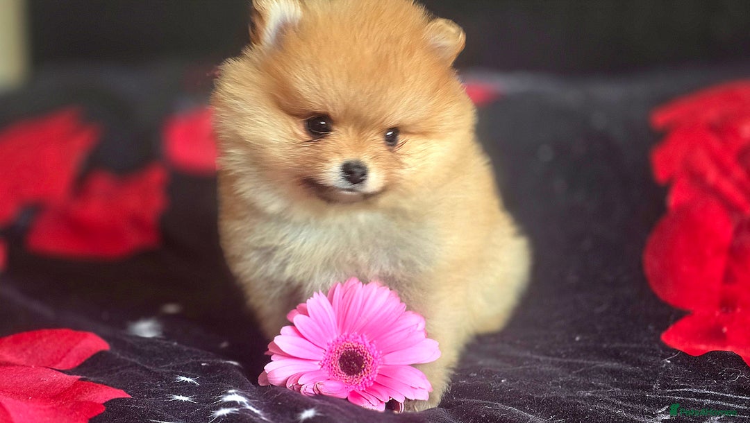 Pomeranian dogs for sale: 🔥XXXS🔥Pomeranian puppies🔥KC reg🔥for sale🔥 - Image 9