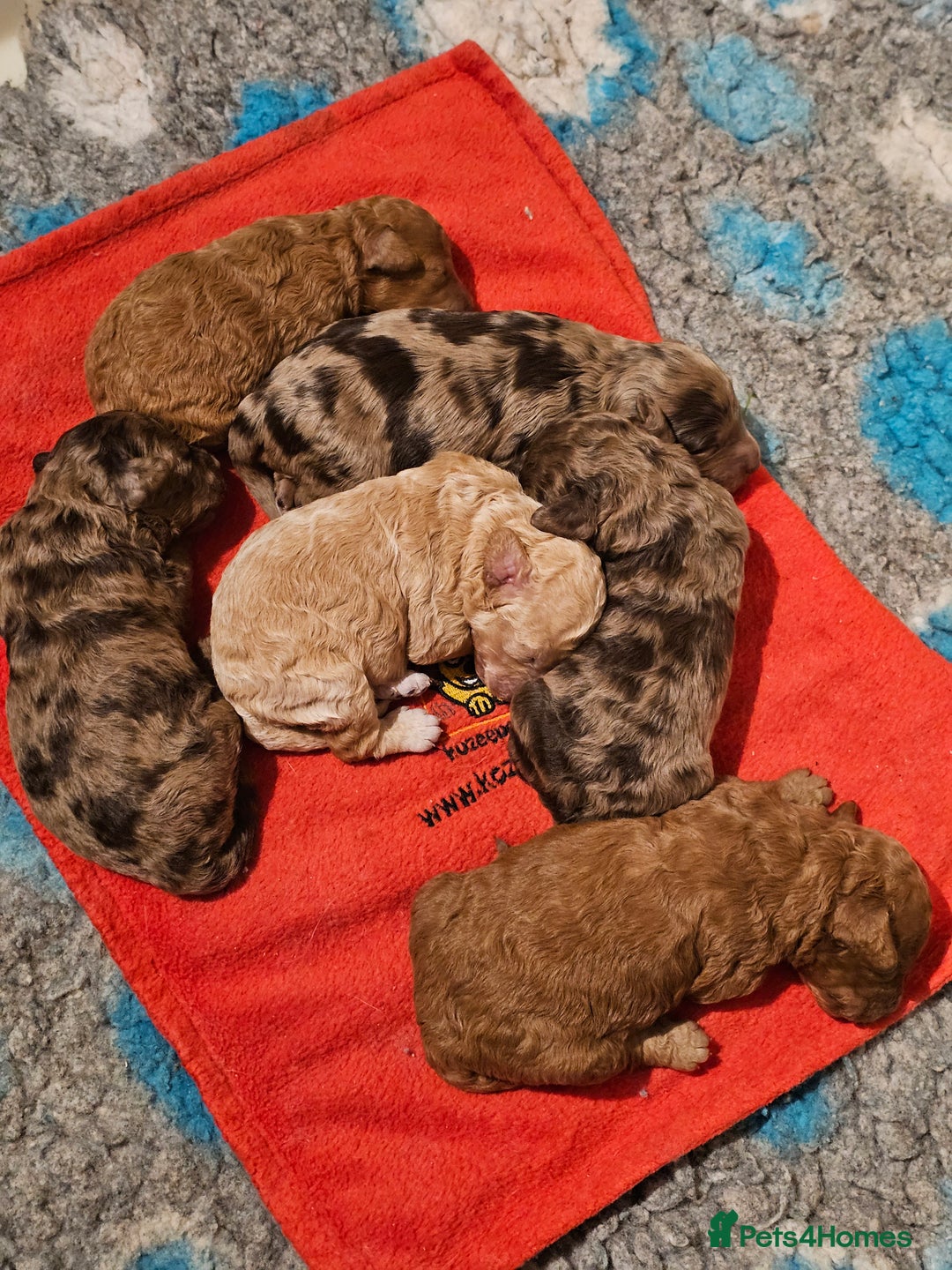 Cavapoo dogs for sale: Stunning Quality F1b Cavapoos - Advert 1