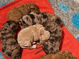 Cavapoo dogs Stunning Quality F1b Cavapoos - Advert 15