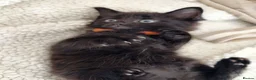 Mixed Breed cats for sale: Kittens in North Walsham - Advert 9