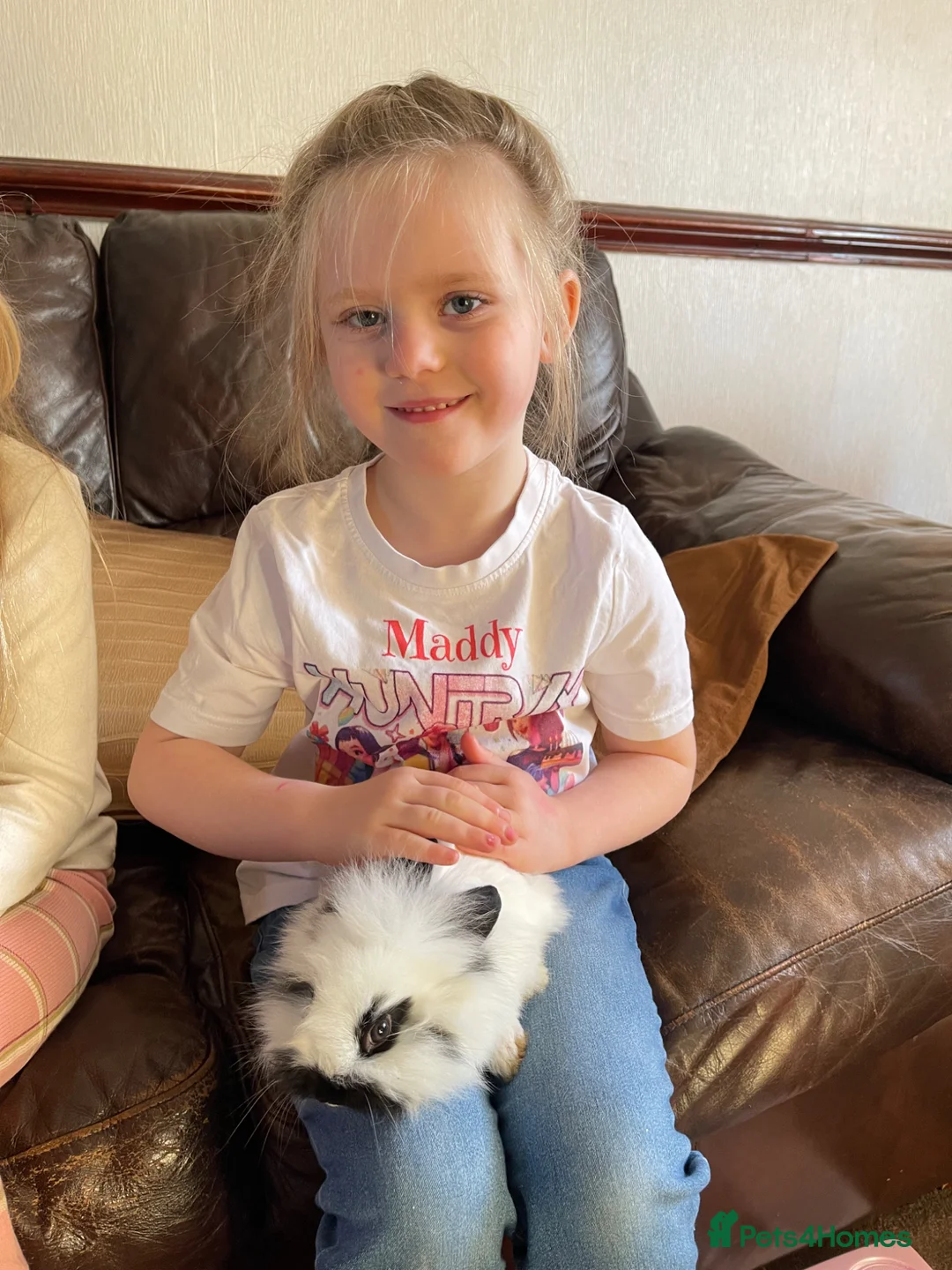 Lionhead rabbits for sale: Lionhead x English Male Looking For New Home - Advert 19