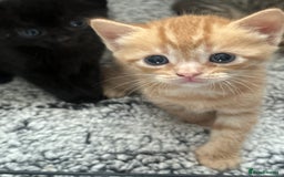 Mixed Breed cats for sale: 2 beautiful kittens for sale  - Image 9