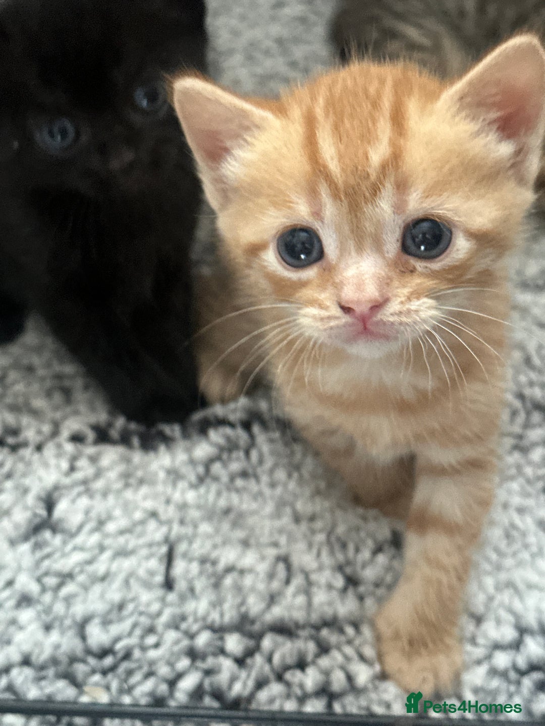 Mixed Breed cats for sale: 2 beautiful kittens for sale  - Image 9