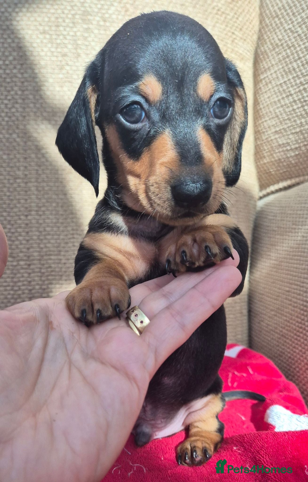 Miniature Dachshund dogs **Miniature Dachshunds Last male puppy**  - Advert 14