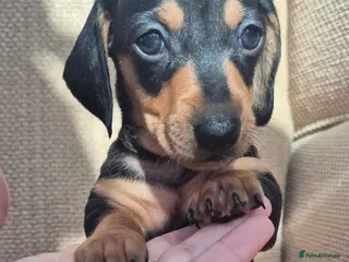 Miniature Dachshund dogs **Miniature Dachshunds Last male puppy** - Advert 14