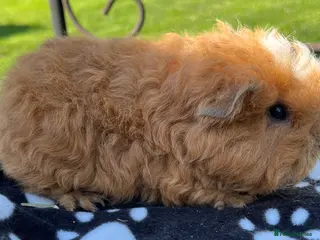 Guinea Pig rodents Guinea pigs Sheltie and Texel. - Advert 18