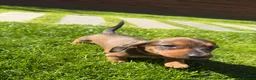 Miniature Dachshund dogs for sale: KC registered Miniature dachshunds red&shaded red - Advert 11