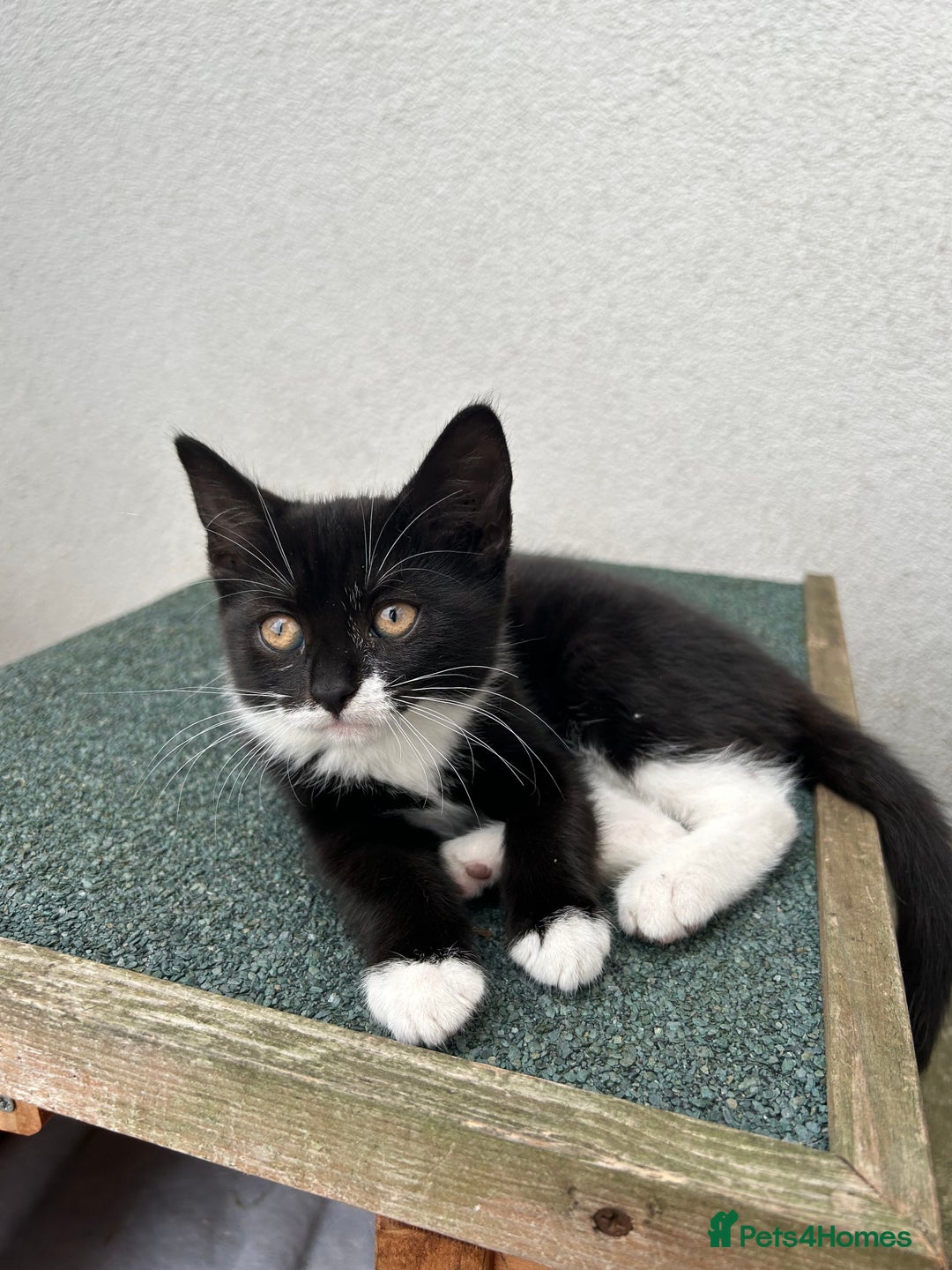Mixed Breed cats for sale: Amazing kittens  - Image 8