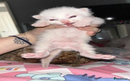 Mixed Breed cats for sale: Mixed BSH/ragdoll  - Image 13
