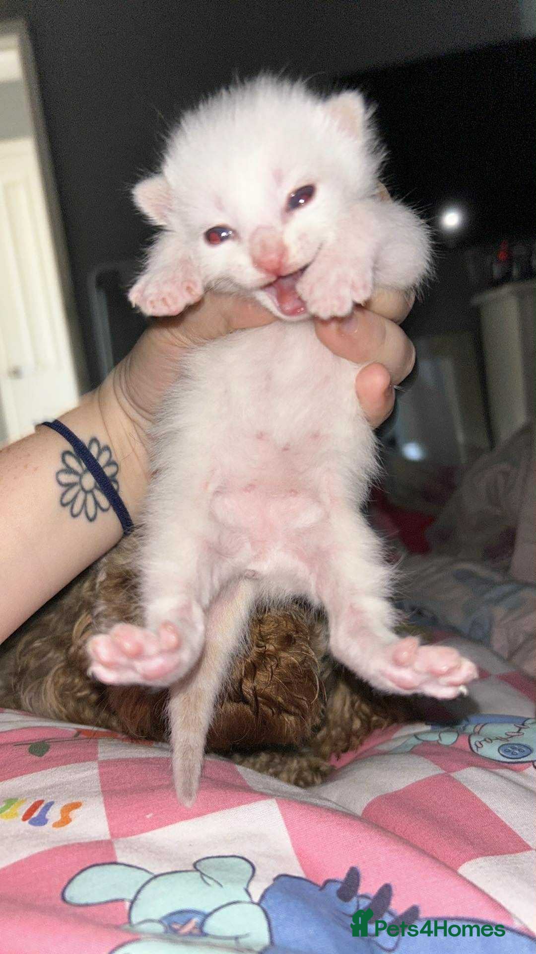 Mixed Breed cats for sale: Mixed BSH/ragdoll  - Image 13