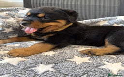 Rottweiler dogs for sale: quickly rottweiler puppy - Image 2