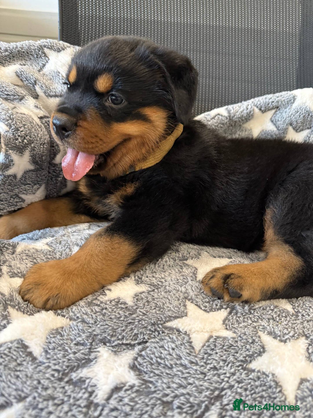 Rottweiler dogs for sale: quickly rottweiler puppy - Image 2