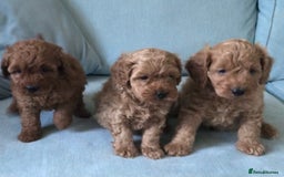 Cockapoo dogs for sale: Toy F1B cockapoo pups - Image 3