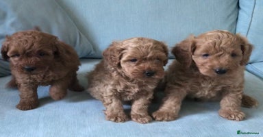 Cockapoo dogs - Advert 5