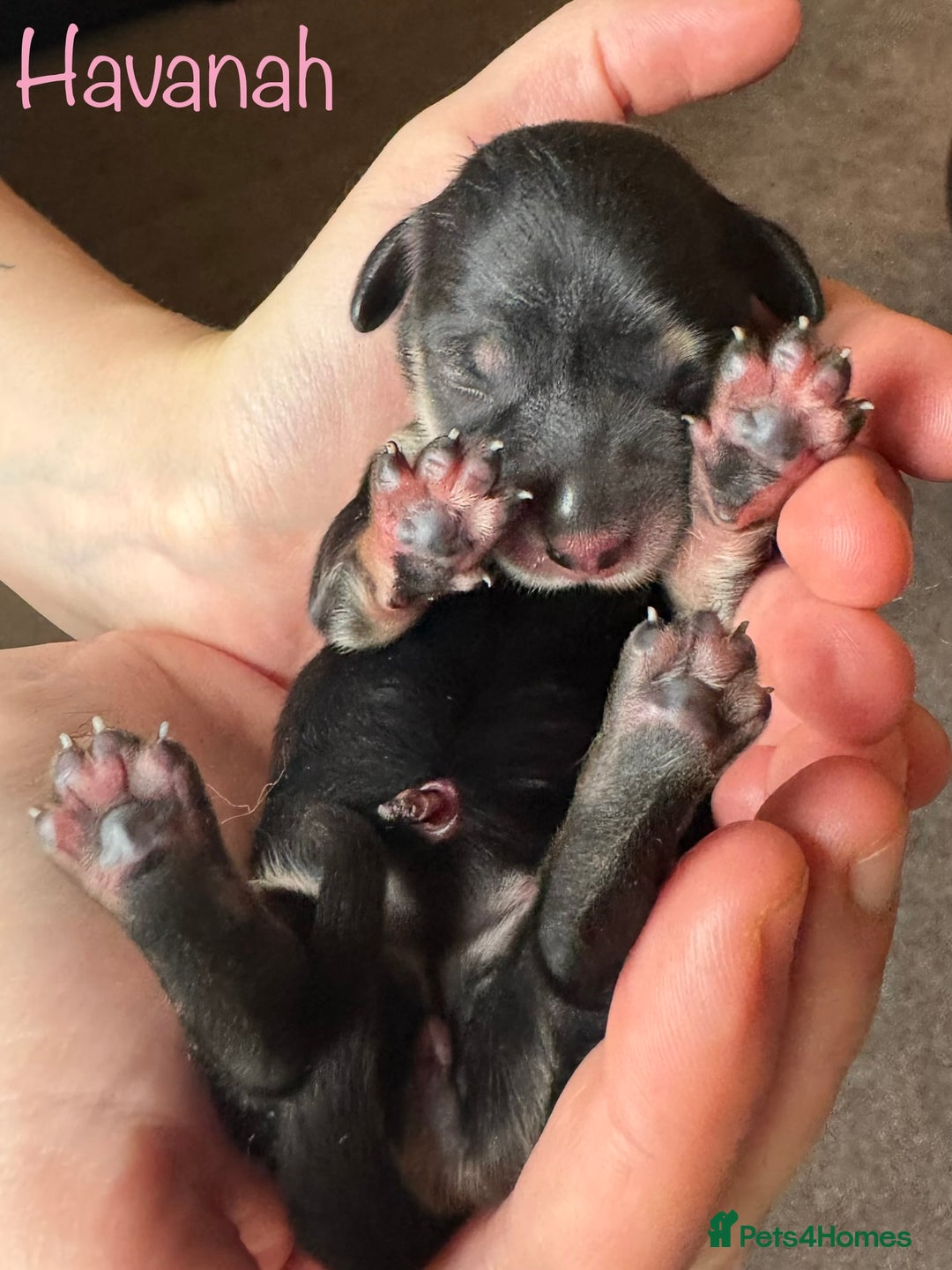Miniature Dachshund dogs for sale: Exceptional Show Quality KC Miniature Dachshunds! - Image 8