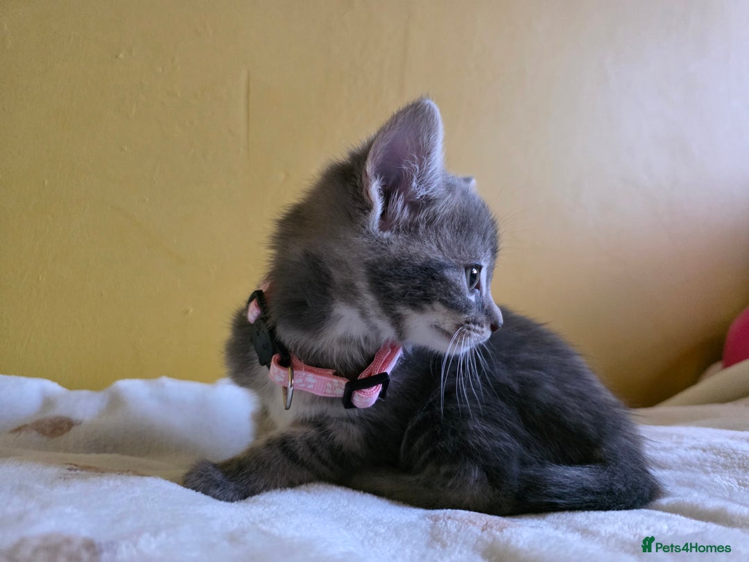 Mixed Breed cats for sale: Gorgeous 2 Girls and 3 boys For sale - Image 12
