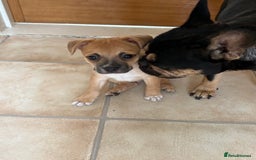 Mixed Breed dogs for sale: French bullhuahua - Image 38