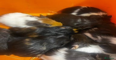 Guinea Pig rodents - Advert 8