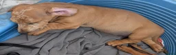 Dachshund dogs for sale: Gorgeous sausage dog puppies  - Advert 26