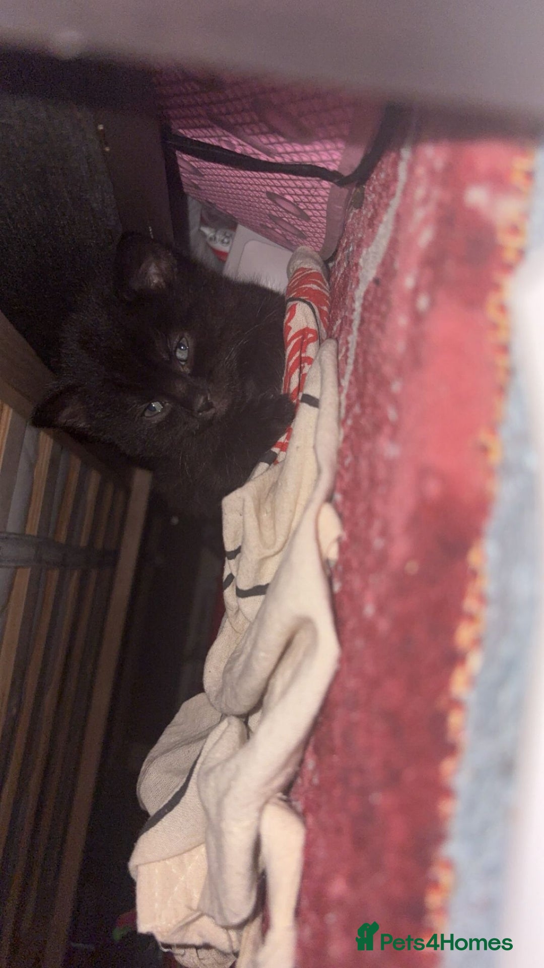 Ragdoll cats for sale: 3 ragdoll cross kittens  - Advert 7