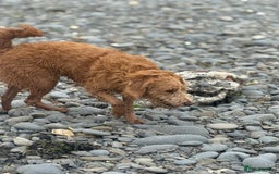 Labradoodle dogs for sale: 1 year old labradoodle needs new home - Image 2