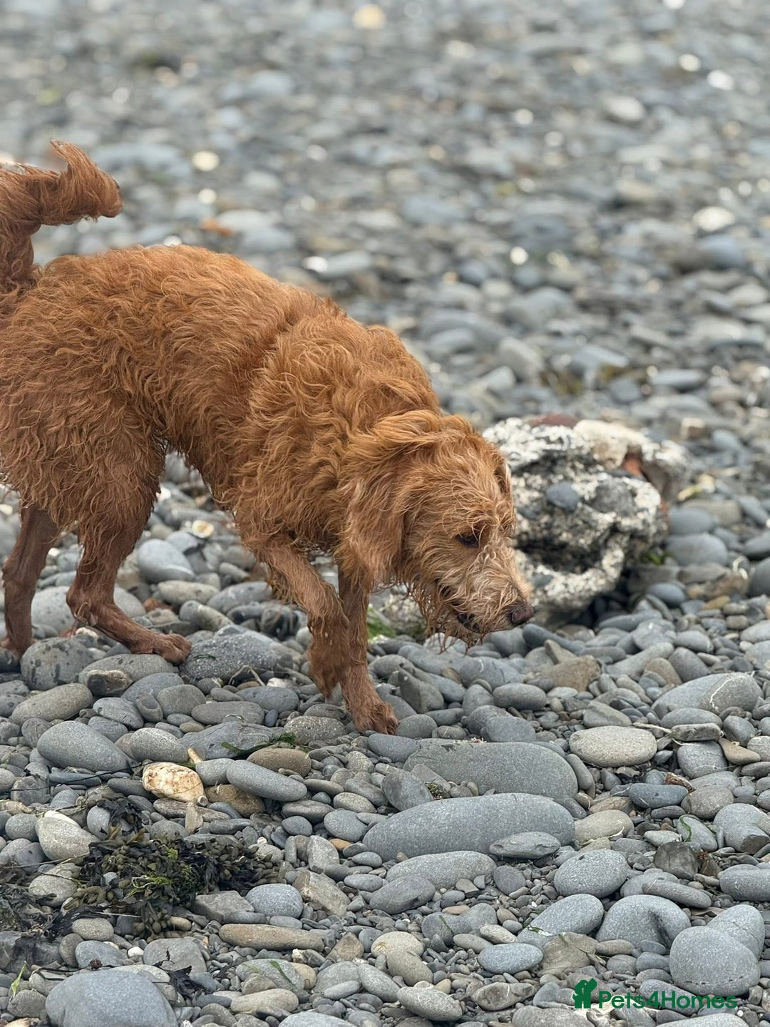 Labradoodle dogs for sale: 1 year old labradoodle needs new home - Image 2