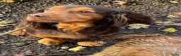 Sprocker dogs for sale: Quality health tested Sprocker puppies - Advert 8