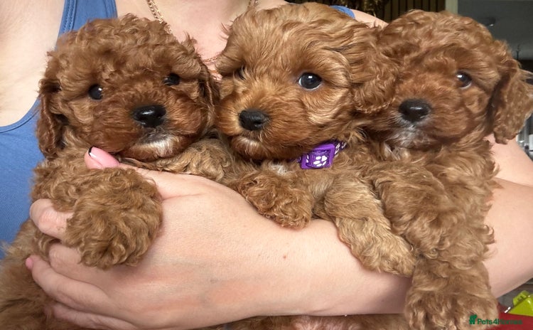 Cavapoo dogs - Advert 13