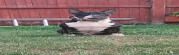 English Bull Terrier dogs for stud: Tri English bull terrier stud proven - Advert 3
