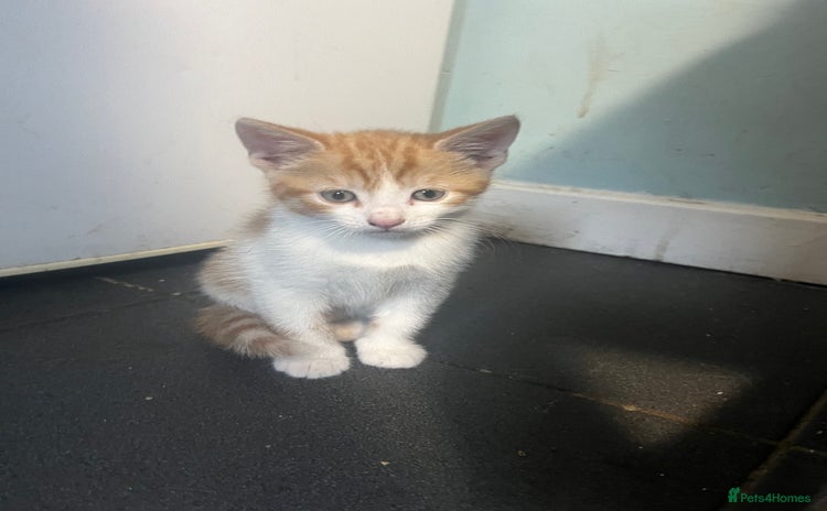 Mixed Breed cats - Advert 7