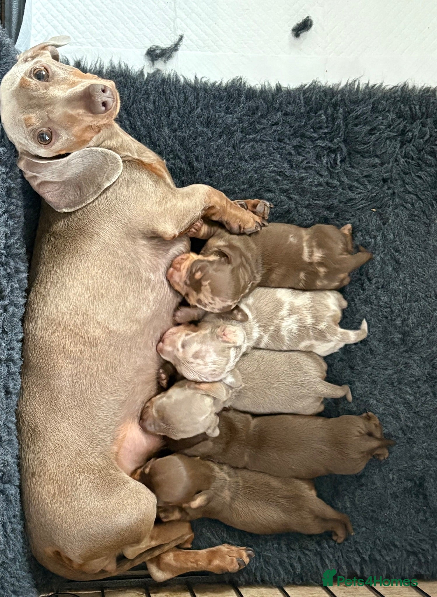 Miniature Dachshund dogs KC Registered Miniature Dachshund puppies for sale - Advert 1
